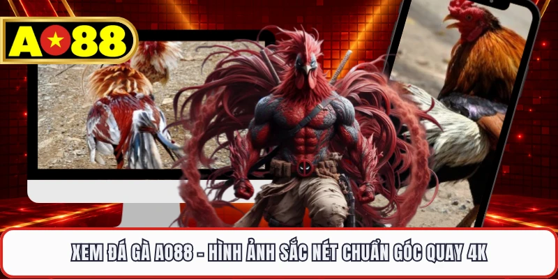 Xem Đá Gà AO88 - Hình Ảnh Sắc Nét Chuẩn Góc Quay 4K